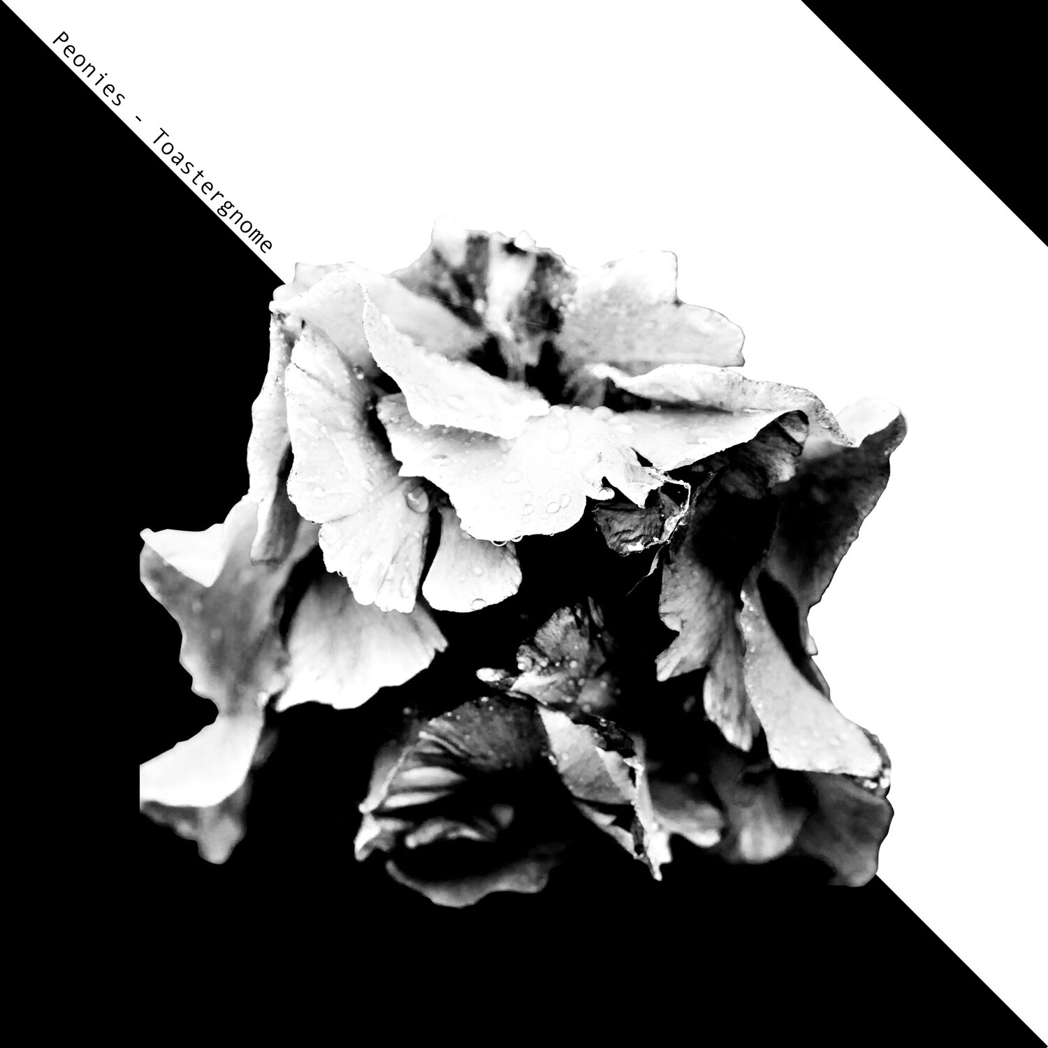 Peonies artwork